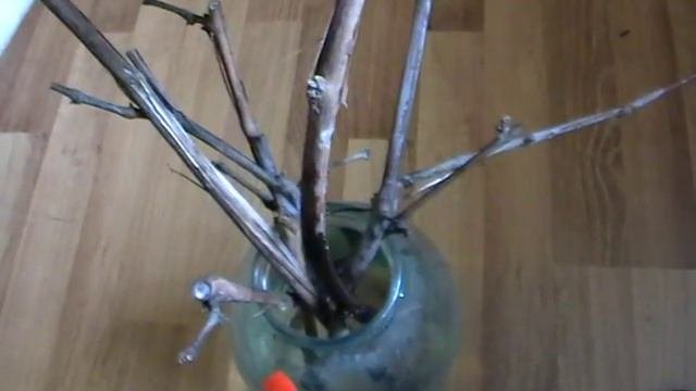 Размножение винограда  черенкованием