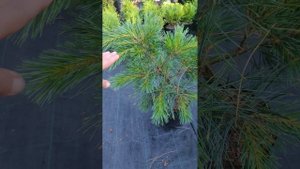 Сортовые сосны веймутовы (Pinus strobus): Minima, Loui, Niagara Falls, Squiggles