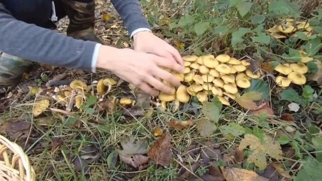 Опята в лесах Кубани! Сбор осенних опять после небольшого дождика! Опятные места! Медовые опята!