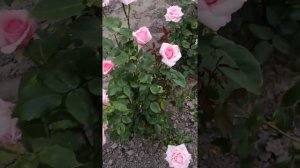 Роза Карина