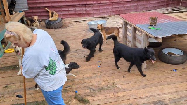 Собаки сами разбирают большой вольер смотреть онлайн