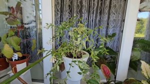 Перестановка комнатных растений на балконе/ Обзор моих комнатных растений в мае/ Комнатные растения