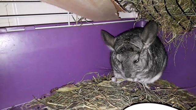 Шиншилла идет в школу грызунов??????, урок шиншилловедения. 1 серия смотреть онлайн