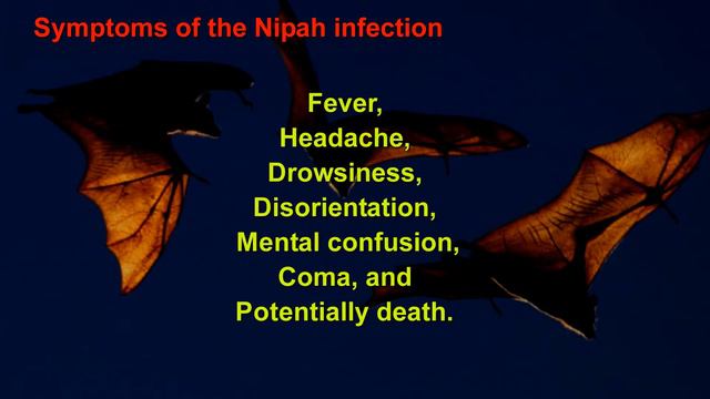 Nipah Virus Facts & Care