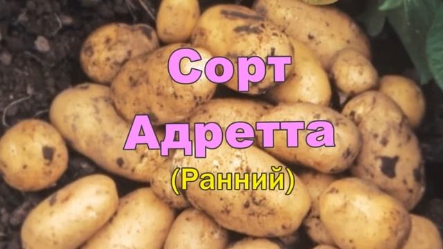 Сорт Картофеля Адретта Где Купить