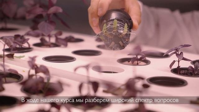 Курс гидропоники для начинающих
