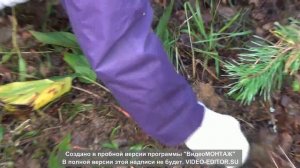 Посадка ландышей