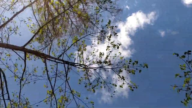 Сплав по Молохте от с.Никольское до с.Сидоровское смотреть онлайн