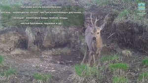 Косули. ФГБУ "Национальный парк "Чикой"