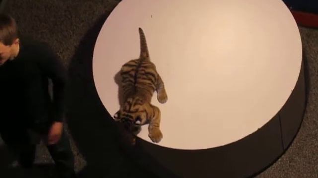 Львенок смотреть онлайн