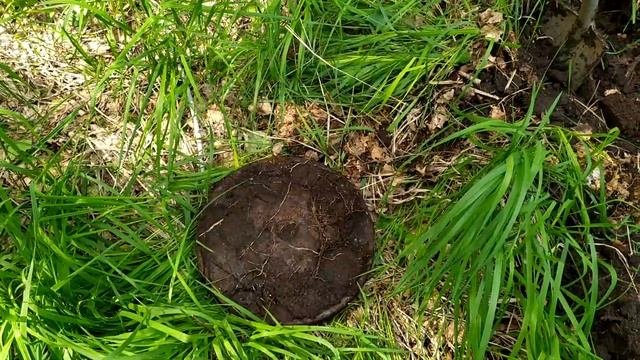 Вернулся на любимые торфяники, нашел звезду