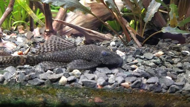 Бактериальная пленка в аквариуме на 150 литров, после прополки растений и поднятия мути. смотреть онлайн