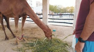 Саудовская Аравия 2022