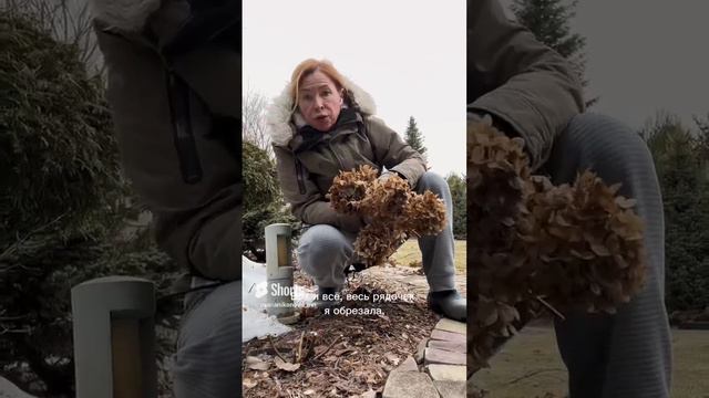 Обрезка гортензий #малоуходныйсад #сад #садовод #гортензии #ландшафтныйдизайн #цветы #декорсада