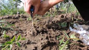 Окулировка груши. Летняя прививка груши почкой. Summer inoculation of a pear with a bud.