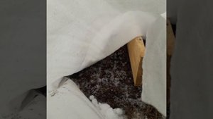 укрытие винограда на урале