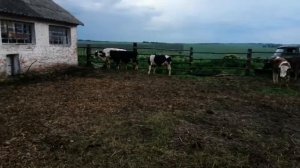 Содержания крс в загоне!