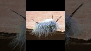 Волосатая гусеница пушистая и очень ядовитая.