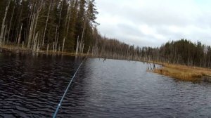 Рыбалка в Ноябре в Карелии на щучьем,красивом  болотном озере!!!