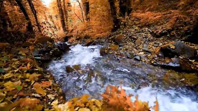 3 часа вас успокаивает ручей, пение птиц и звуки леса для крепкого сна и медитации смотреть онлайн