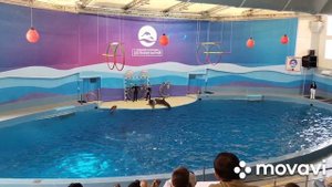 СОЧИ 2023???САМЫЙ БОЛЬШОЙ СОЧИНСКИЙ ДЕЛЬФИНАРИЙ???ОТЛИЧНАЯ ПРОГРАММА?????????