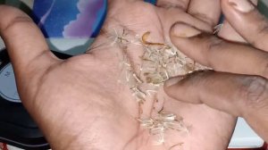 How to collect good viable Gerbera Daisy seeds