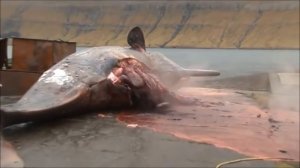 А вы видели, как умирают киты.