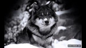 Гевал-волки