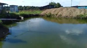 РЫБНЫЙ ДЕНЬ//ГОСТИ НА ПРУДУ//ЛОВИМ ФОРЕЛЬ//РЫБОВОДСТВО