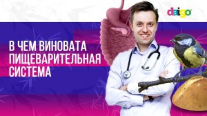 Зачем нужна пищеварительная система? Пробиотики, пребиотики и метабиотики. "Синичка и батон"