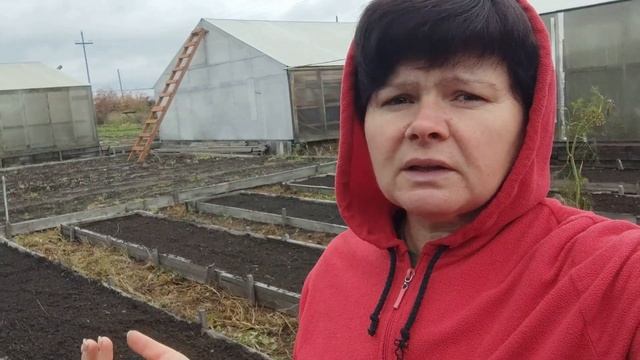 Посадка озимого чеснока 2022. Всегда есть что сказать! смотреть онлайн