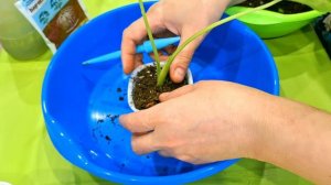 КОМНАТНЫЕ РАСТЕНИЯ(ЦВЕТЫ).ЭКСТРЕННАЯ ПЕРЕСАДКА.