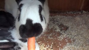 1 месяц. Крольчата великана, кролики великаны, маленькие кролики. Крольчатам 30 дней кролиководство