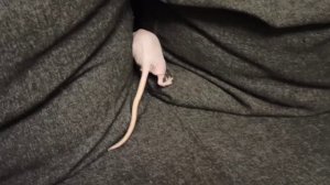 Шелли заболела/Пролактинома (опухоль) /Динамика лечения за неделю