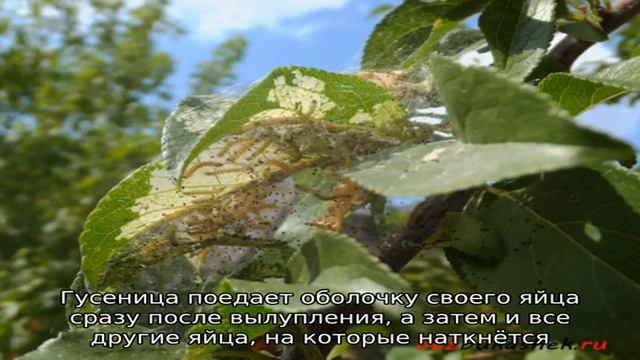 Как избавиться от американской белой бабочки