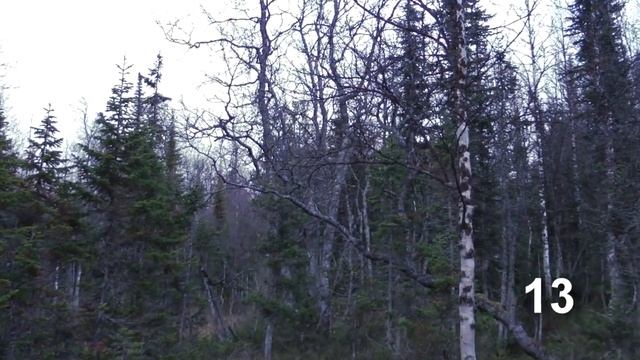 Перевал Дятлова, ч.2/5. Кедр - устье 1-го ручья смотреть онлайн