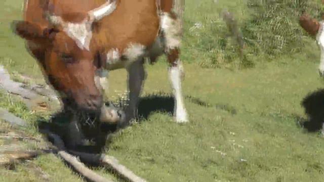 Коровы и овцы. На обед им – 4 часа! 16. 08. 2017 смотреть онлайн