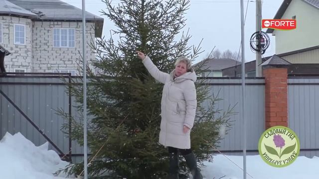 Как спасти хвою от пожелтения объясняет Лариса Зарубина. Средство от покоричневения хвои Bona Forte