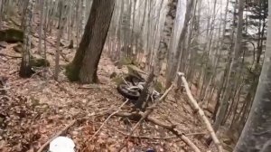 Медведь напал на мотоциклиста ? #эндуро #мотовесна #покатушки #мото #медведь #avantis #gr #ktm #bet