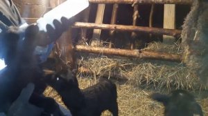 Романовские овцы: Выпойка ягнят.