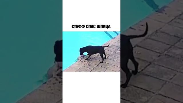 Не даст ли Стафф утонуть шпицу