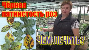 Чёрная пятнистость роз, чем лечить