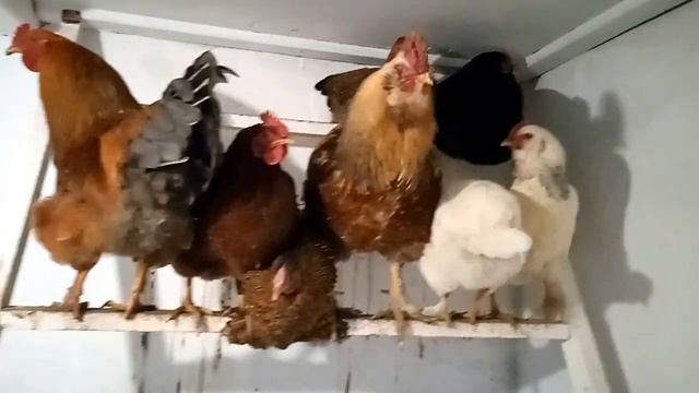 Стелим пол, спиливаем деревья смотреть онлайн