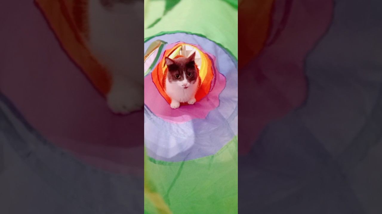 Чакка ♥️
