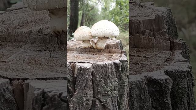 ... не съедобная семейка... Надеюсь понятно где кто😁