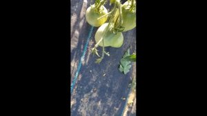 Сорт томата "Буян желтый"= ТОМАТНЫЙ КАЛЕЙДОСКОП сезон 2021