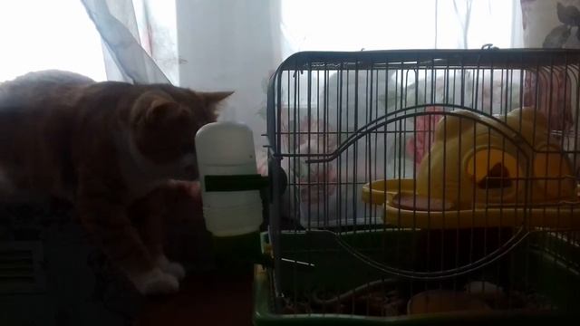 CATS/ЗАБАВНЫЕ ЖИВОТНЫЕ/КОТ/КРЫСА
