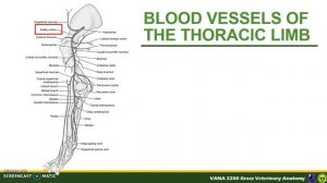 Cardiovascular System (Part 2) - Arterial System