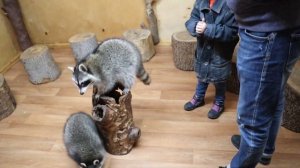 Еноты ручные или кусаются?!  Лаки Лиза играет с енотами.