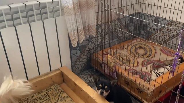 Питомник чихуахуа часть 2 / Сhihuahua kennel Part 2 смотреть онлайн